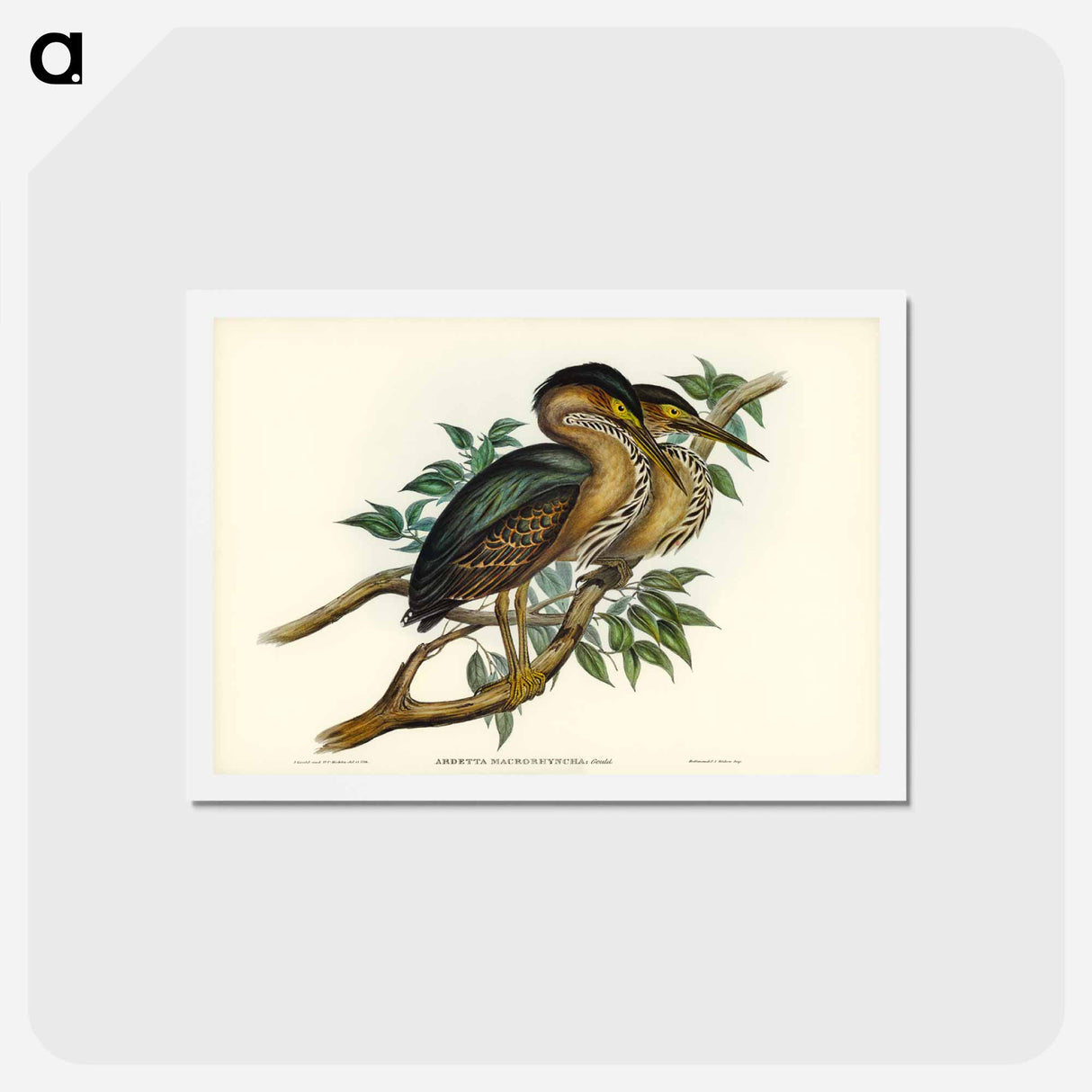 アートポストカード-Thick-billed Green Bittern
- ジョン グールド Postcard.