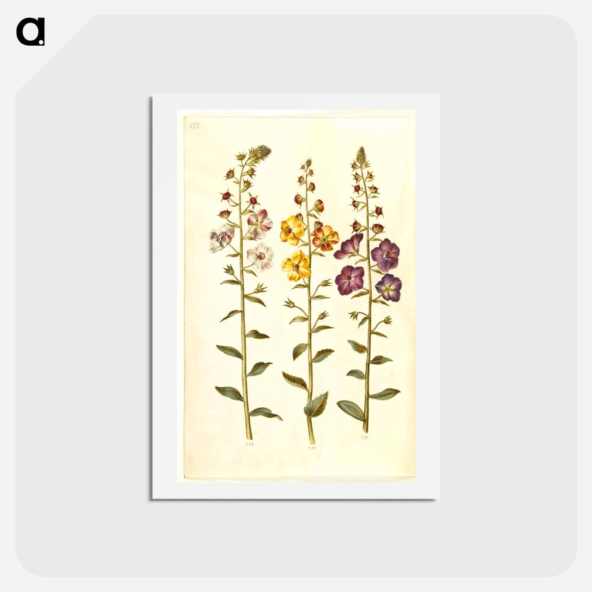 アートポストカード-Verbascum
- マリア ジビーラ メーリアン Postcard.