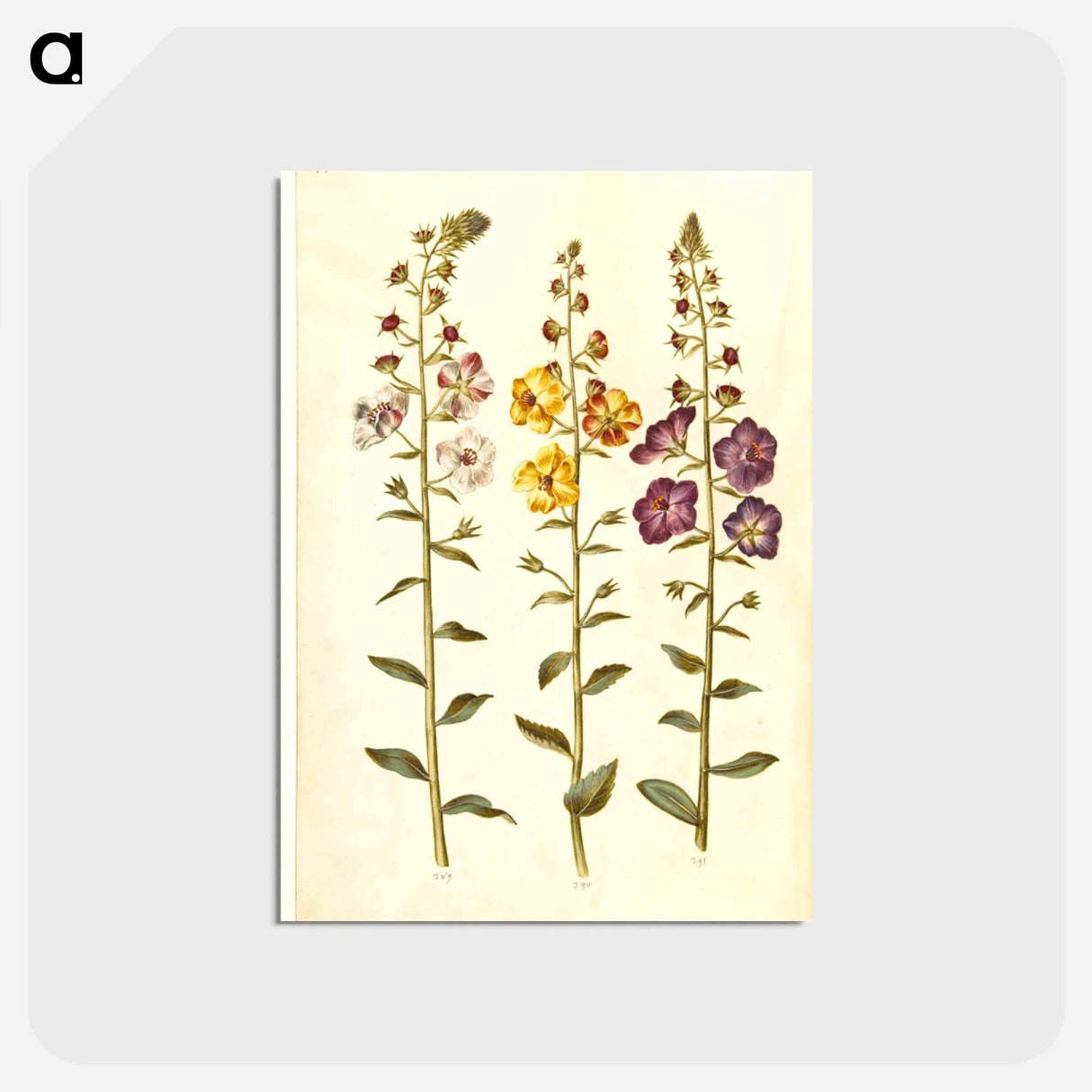 アートポストカード-Verbascum
- マリア ジビーラ メーリアン Postcard.
