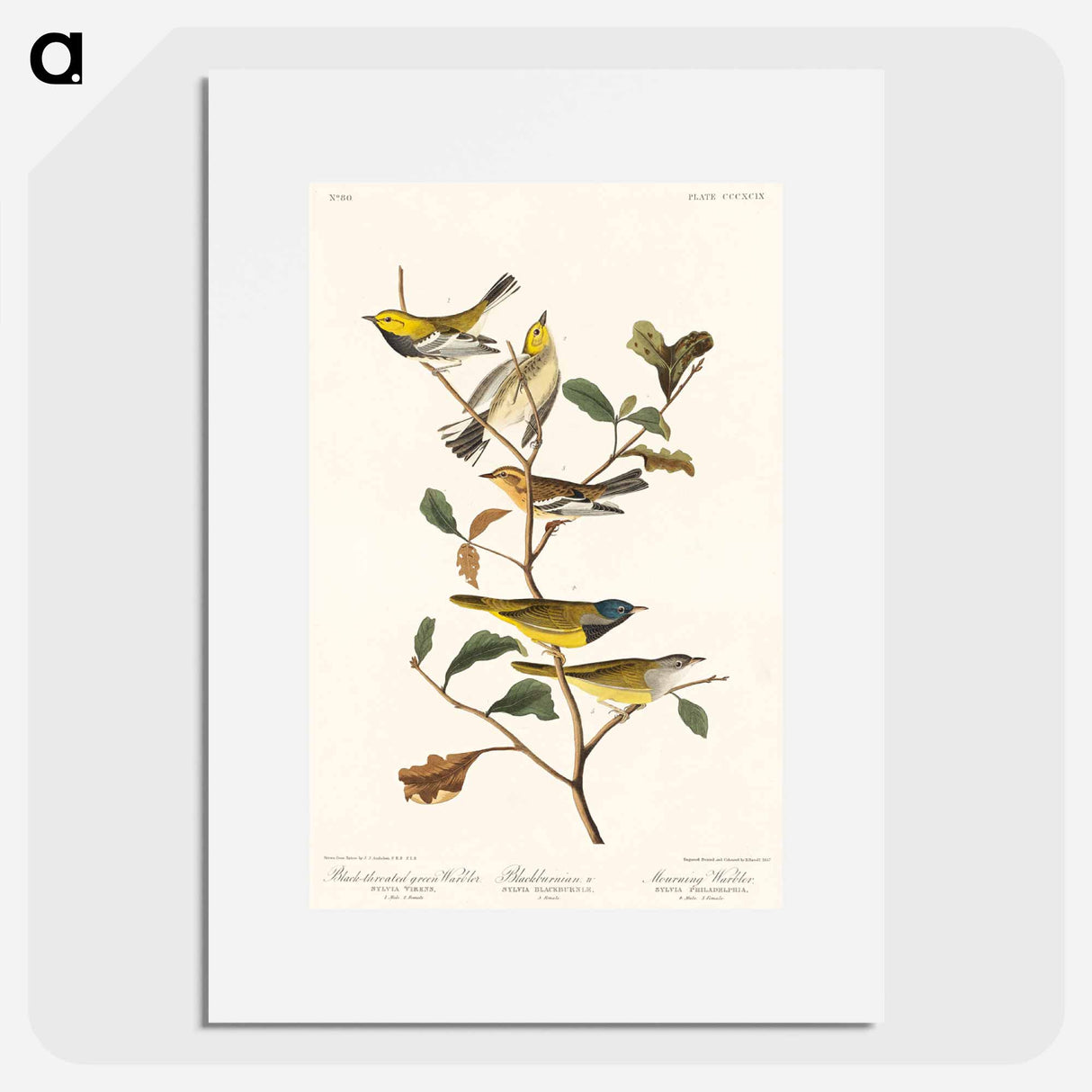 アートポスター-Black-throated green Warbler, Blackburnian and Mourning Warbler from Birds of America
- アメリカの鳥たち Poster.
