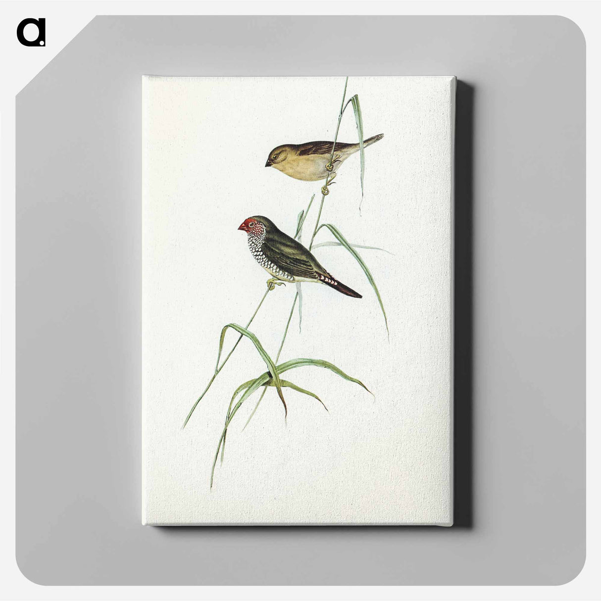 Red-tailed Finch
- オーストラリアの鳥 Canvas.