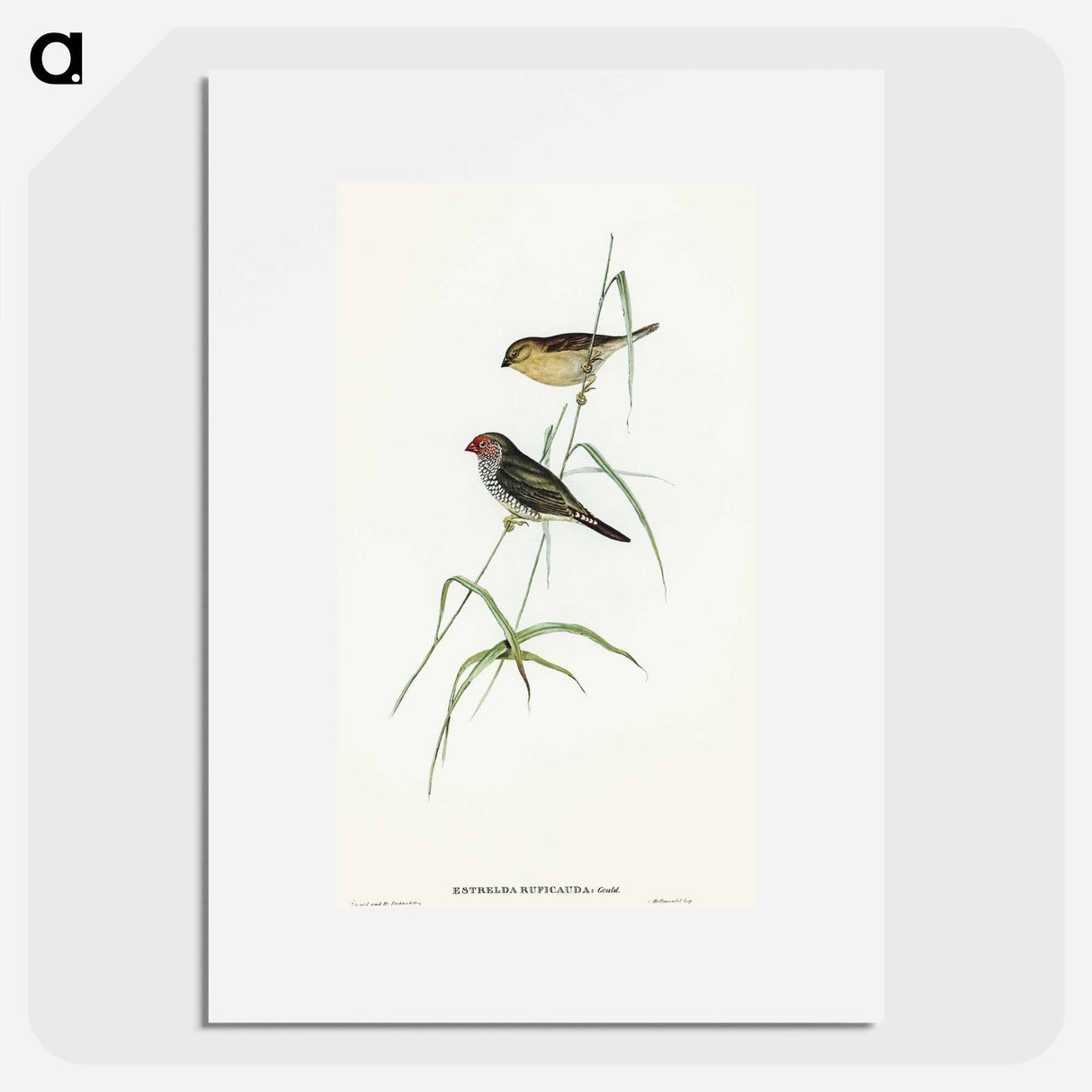 アートポスター-Red-tailed Finch
- オーストラリアの鳥 Poster.