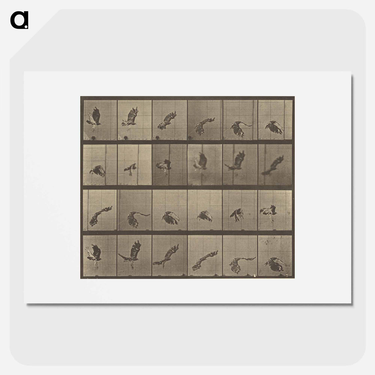 アートポスター-Animal Locomotion
- エドワード マイブリッジ Poster.