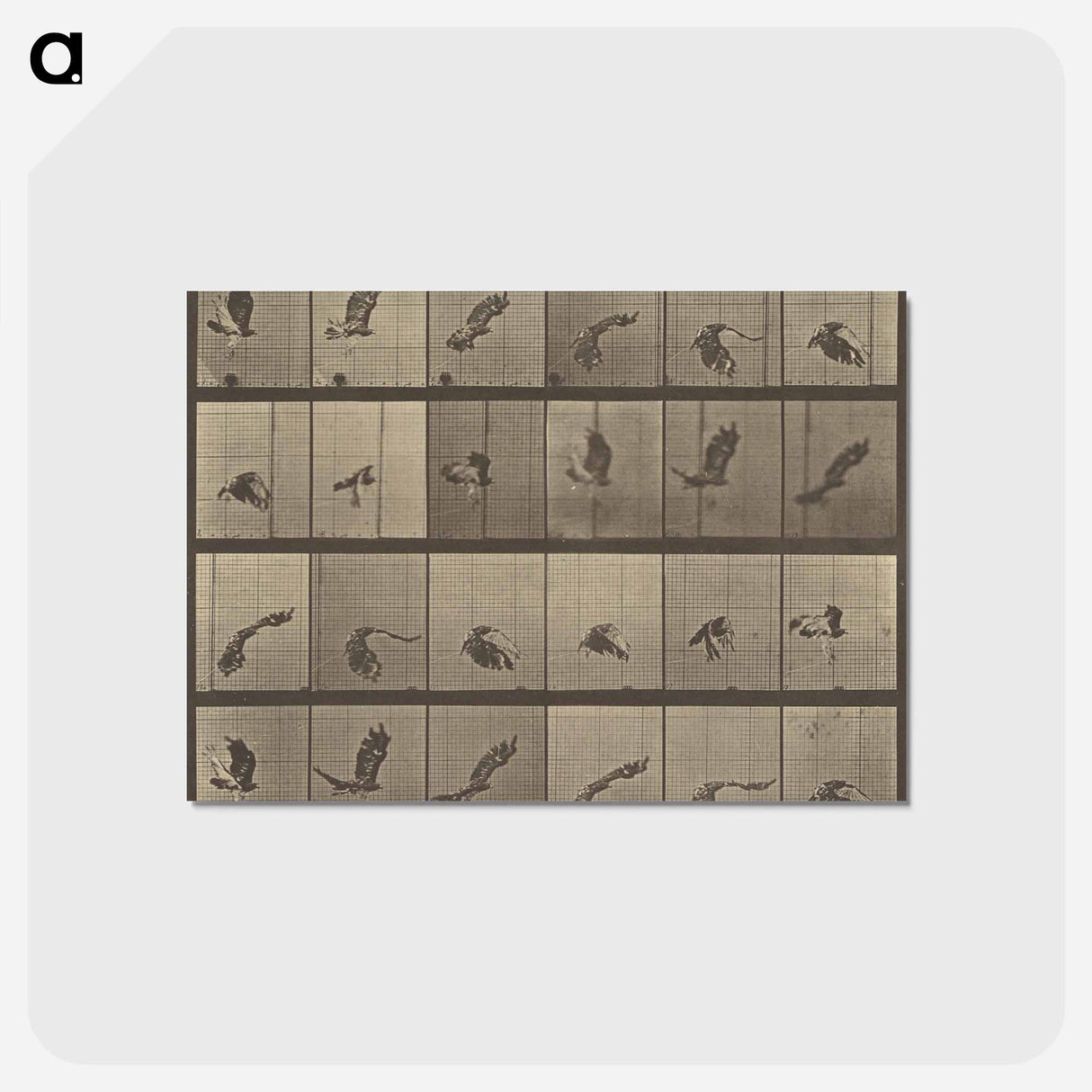 アートポストカード-Animal Locomotion
- エドワード マイブリッジ Postcard.