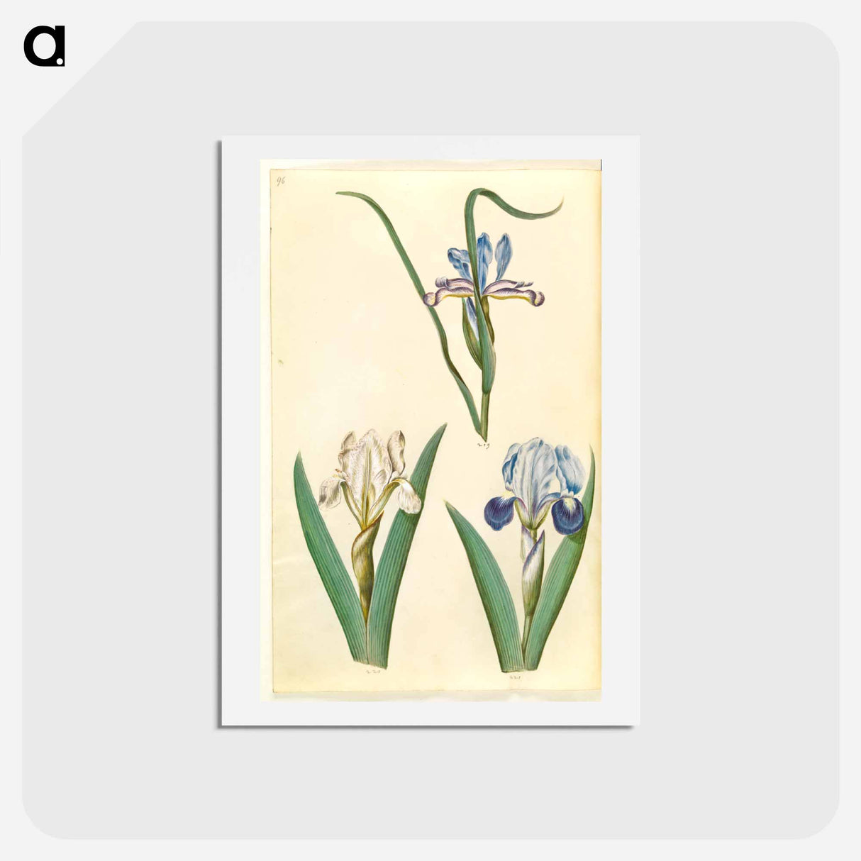アートポストカード-Iris graminea and Iris lutescens
- マリア ジビーラ メーリアン Postcard.