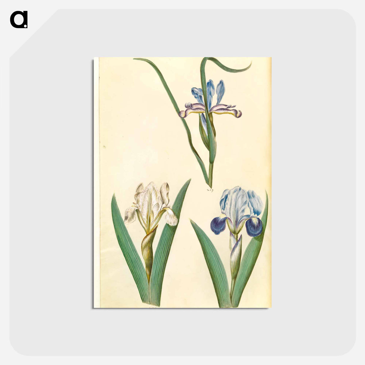 アートポストカード-Iris graminea and Iris lutescens
- マリア ジビーラ メーリアン Postcard.