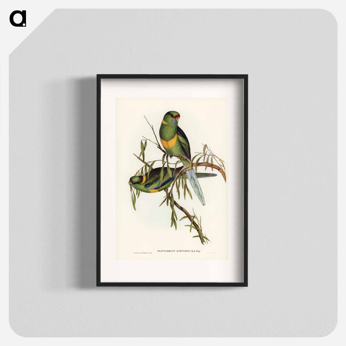 アートポスター-Black-tailed Parakeet
- オーストラリアの鳥 Poster.