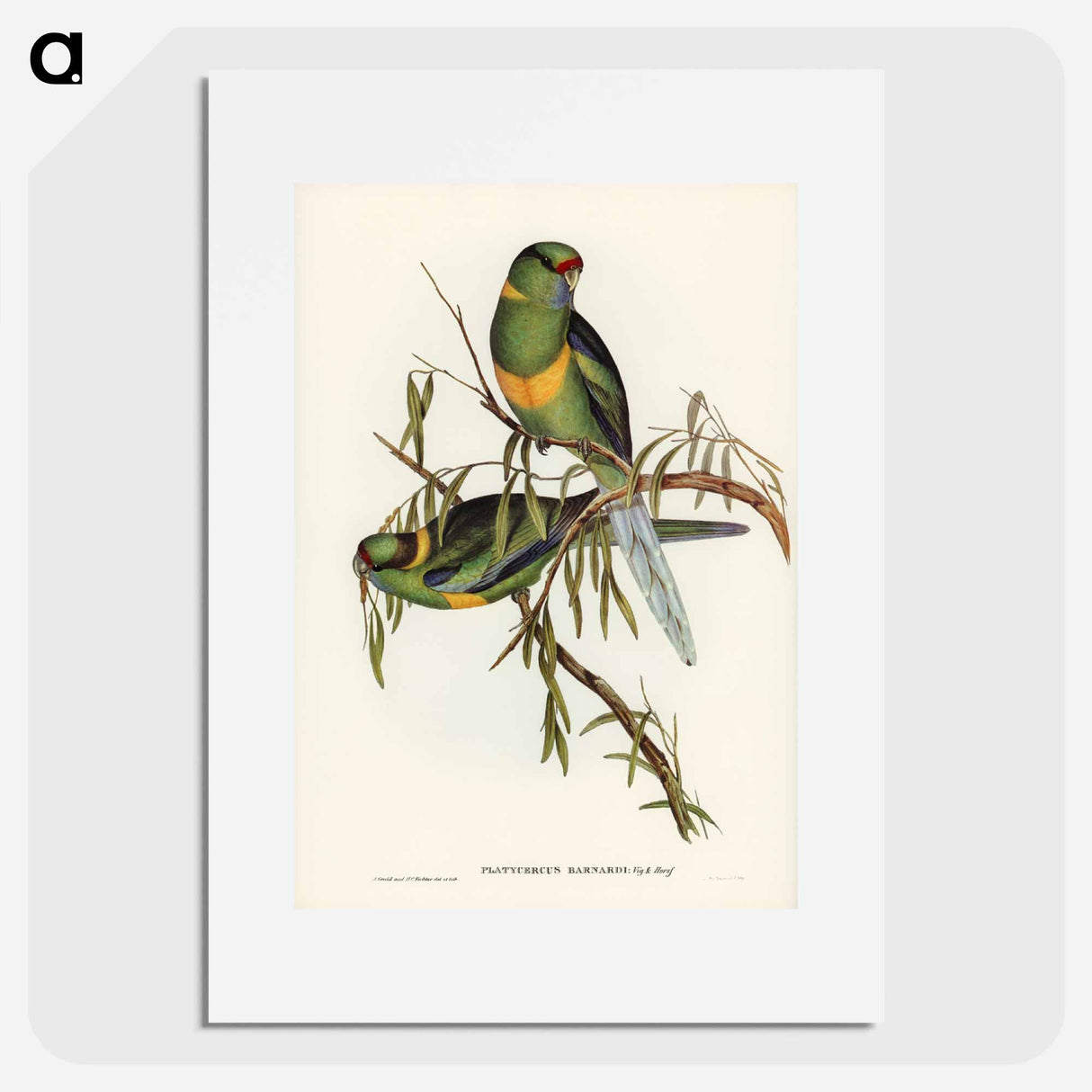 アートポスター-Black-tailed Parakeet
- オーストラリアの鳥 Poster.