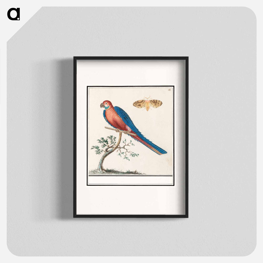Blue and yellow macaw - アンセルムス ボエティウス デ ブート Poster.
