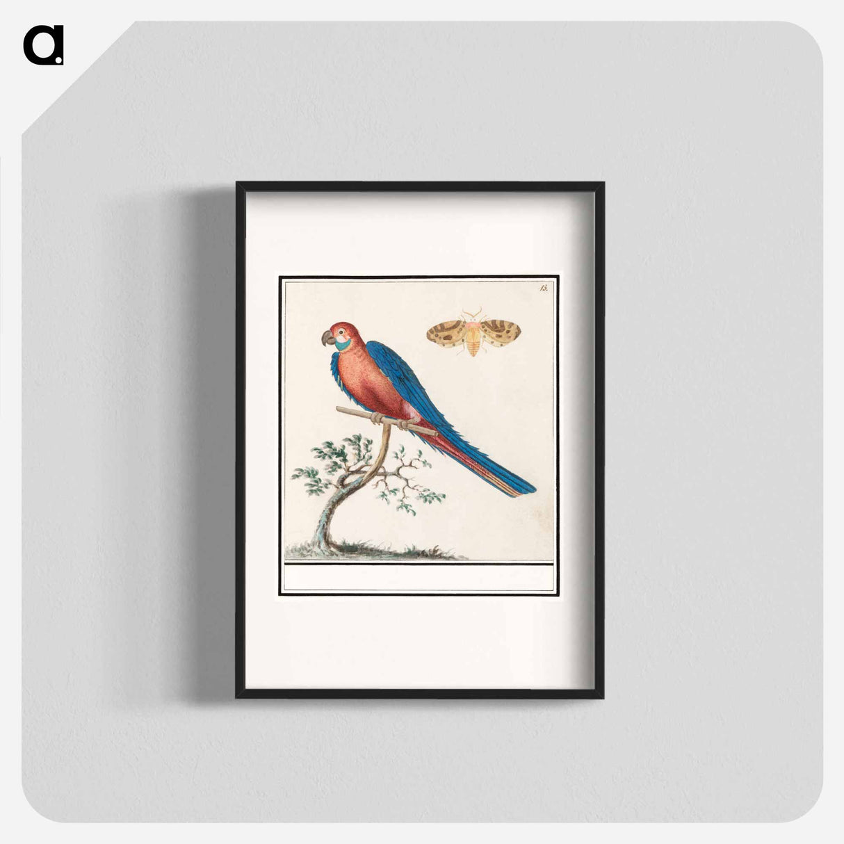 アートポスター-Blue and yellow macaw - アンセルムス ボエティウス デ ブート Poster.