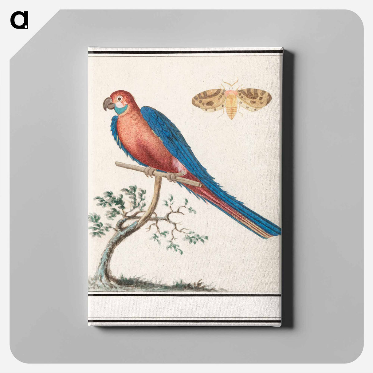 アートパネル-Blue and yellow macaw - アンセルムス ボエティウス デ ブート Canvas.