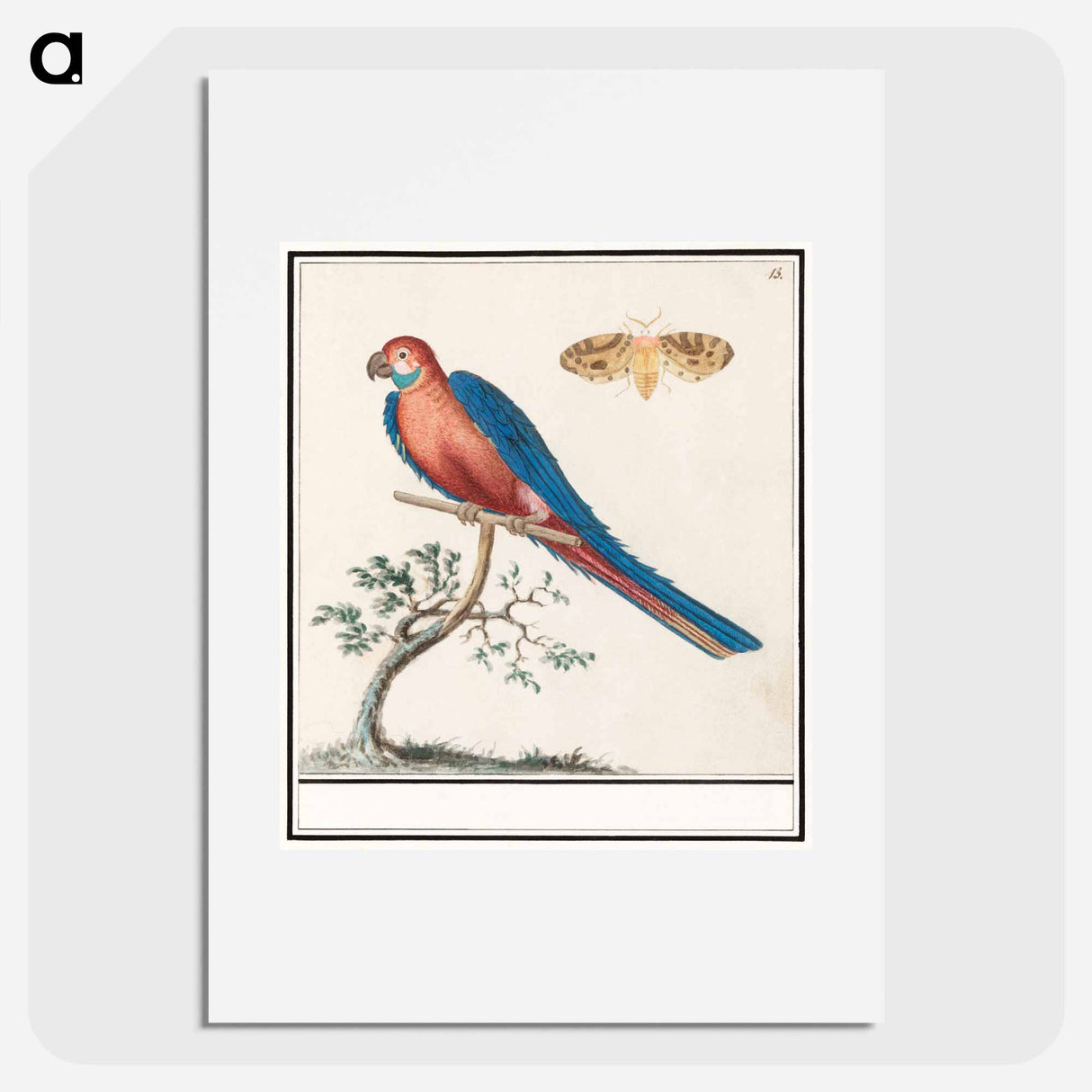 アートポスター-Blue and yellow macaw - アンセルムス ボエティウス デ ブート Poster.