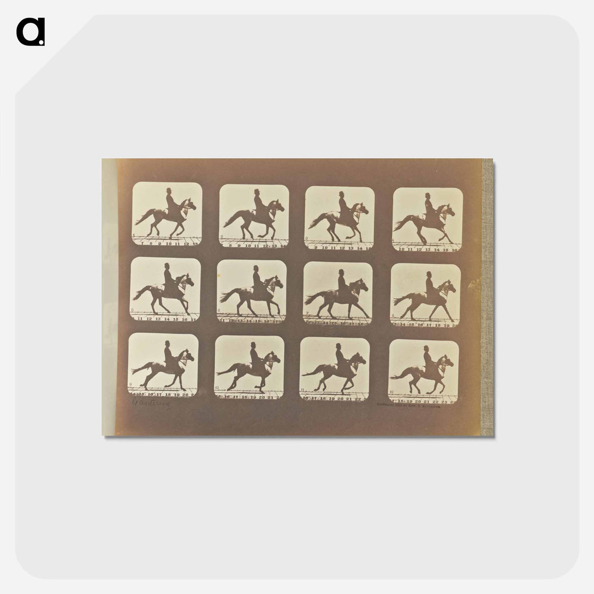 アートポストカード-Cantering
- エドワード マイブリッジ Postcard.