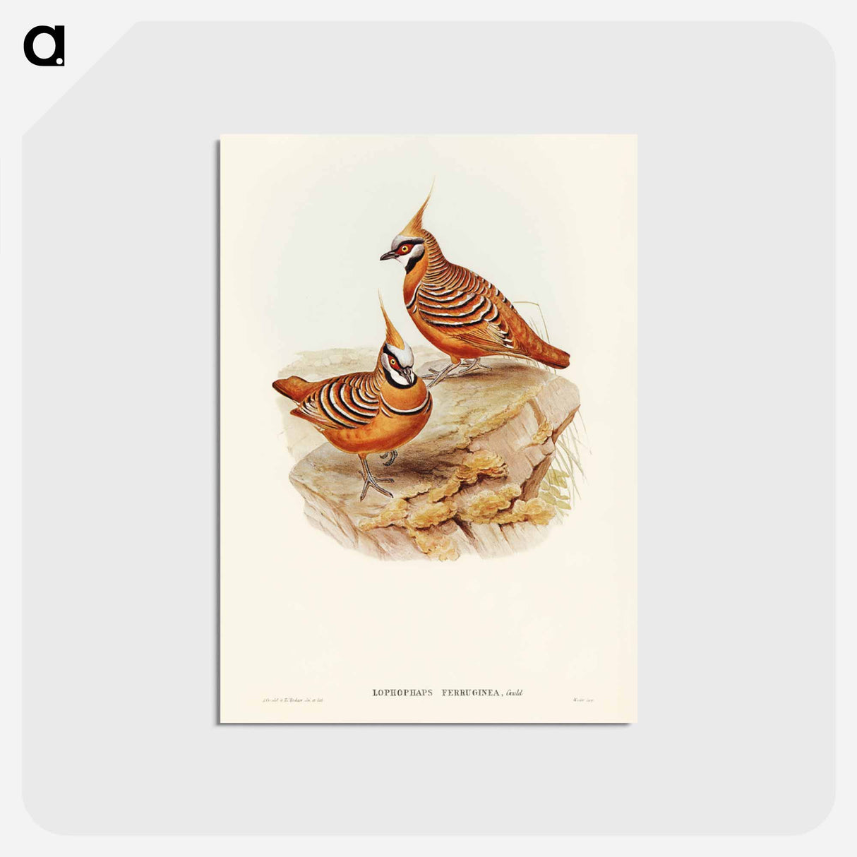 アートポストカード-Rust-coloured Bronzewing
- ジョン グールド Postcard.