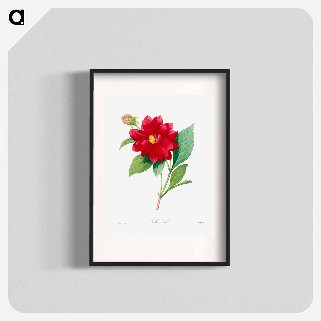 Dahlia double - Pierre Joseph Redouté Poster.