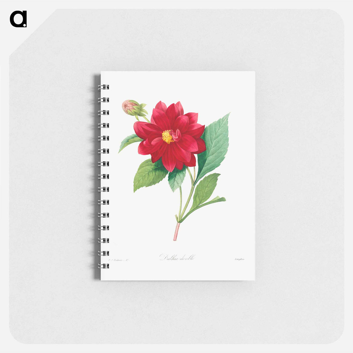 Dahlia double - ピエール ジョゼフ ルドゥーテ Memo.