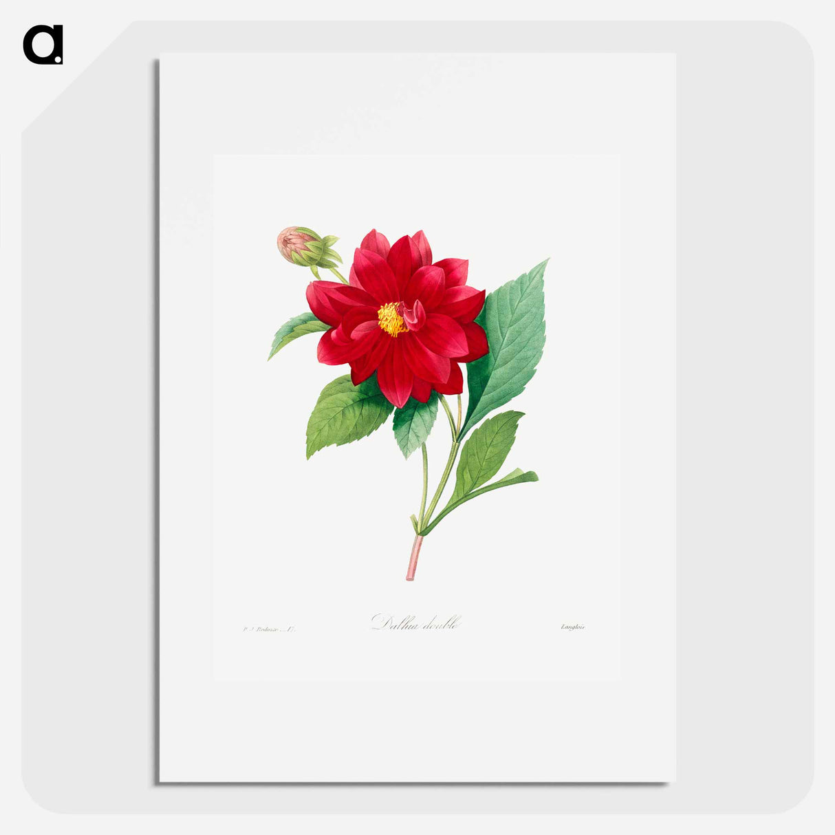 Dahlia double - Pierre Joseph Redouté Poster.