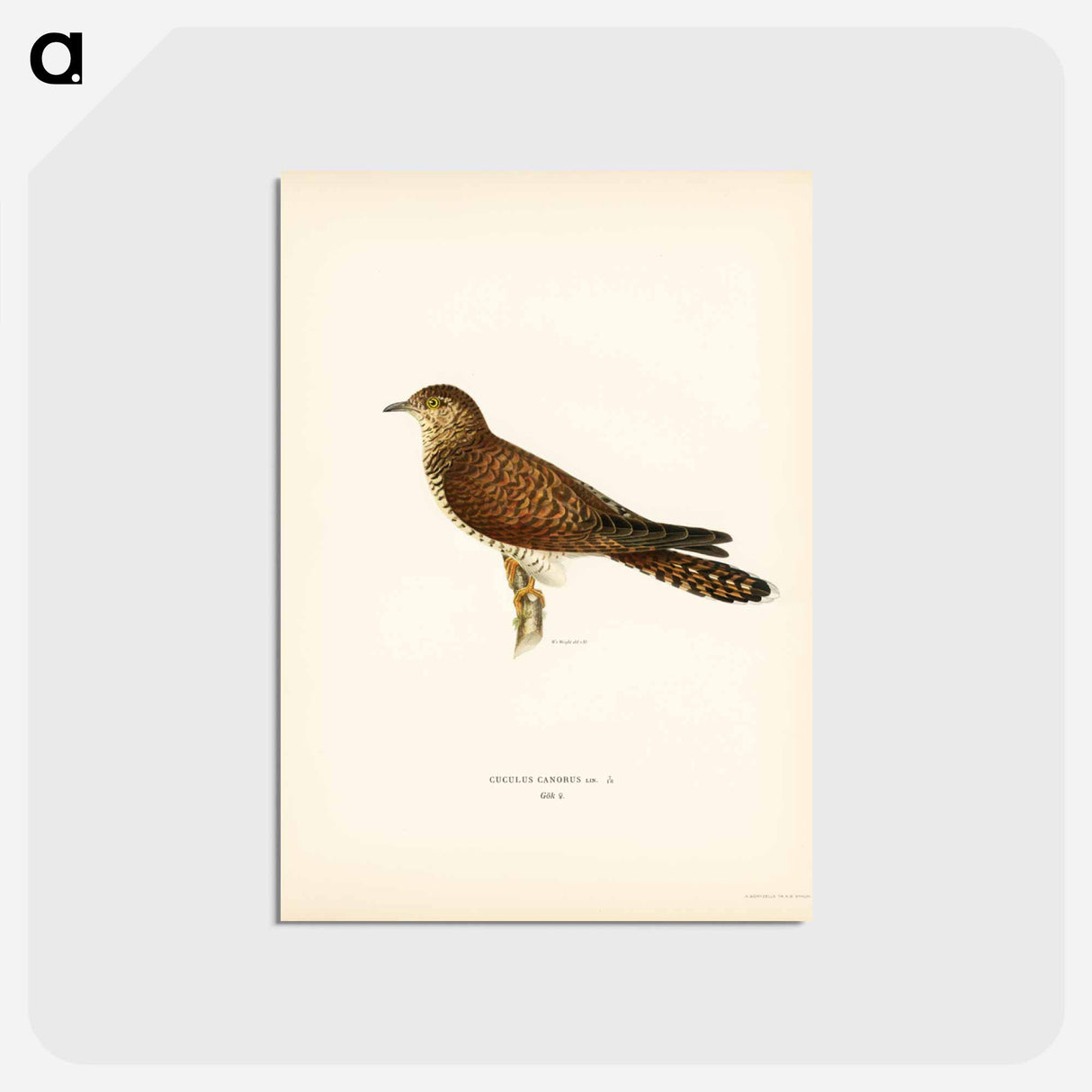 アートポストカード-Common Cuckoo
- スヴェンスカ フォグラル Postcard.