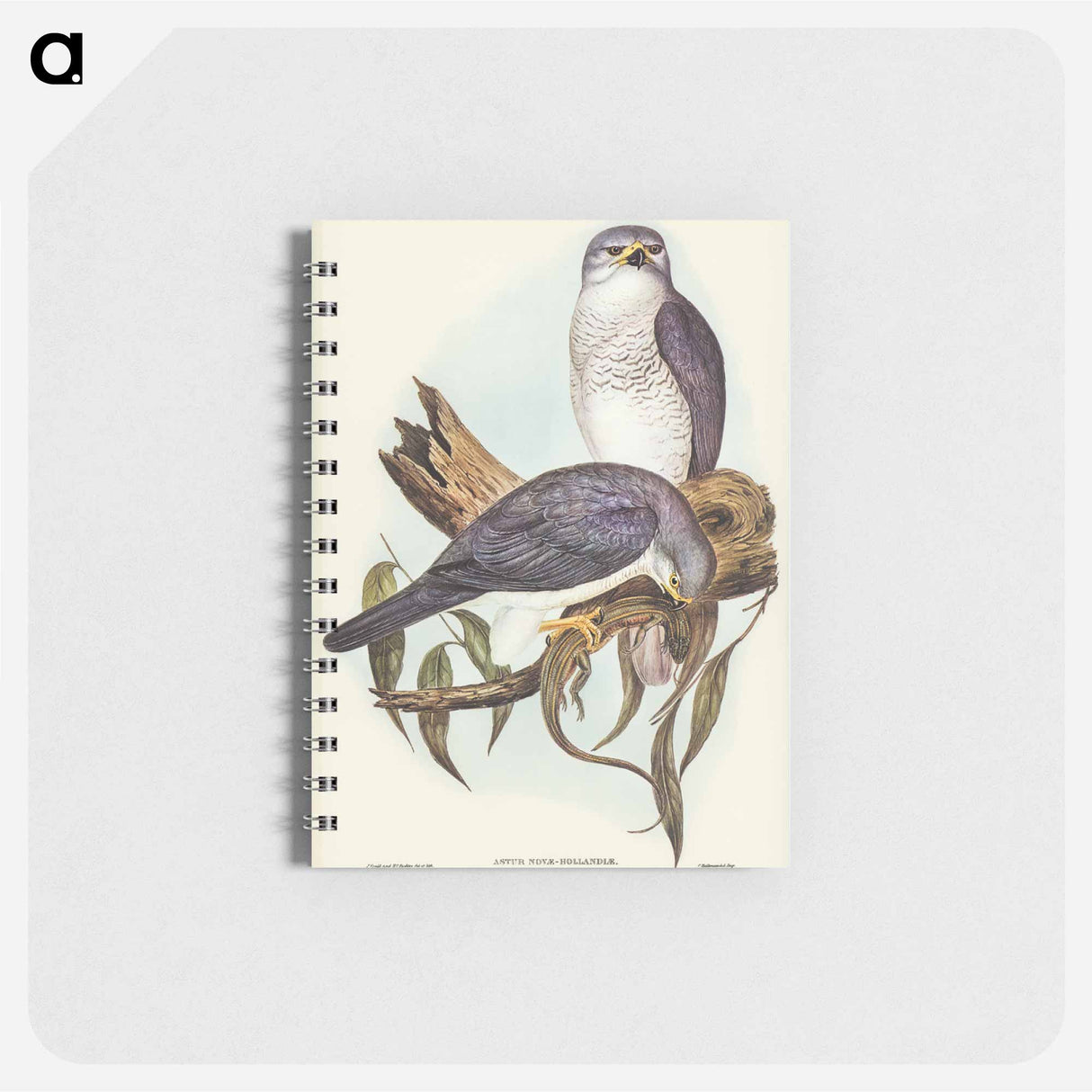 アートメモ帳-New Holland Goshawk
- オーストラリアの鳥 Memo.