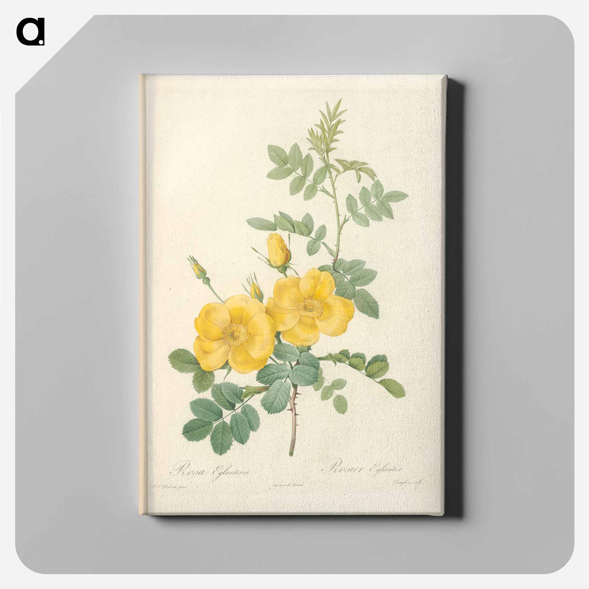 アートパネル-Rose illustration - ピエール ジョゼフ ルドゥーテ Canvas.