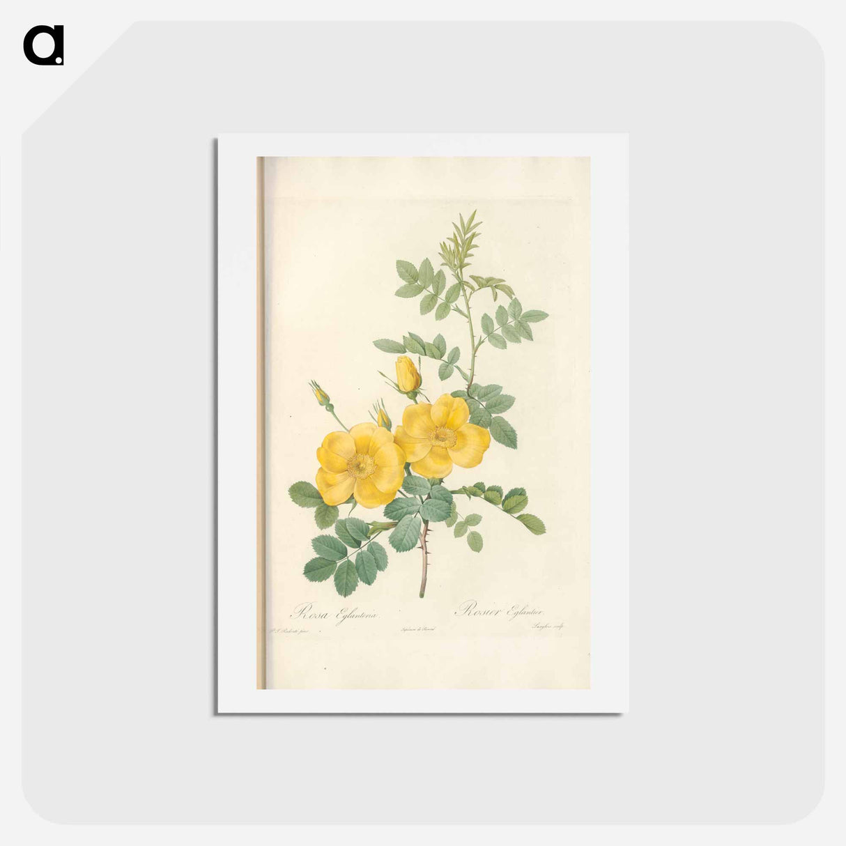 アートポストカード-Rose illustration - ピエール ジョゼフ ルドゥーテ Postcard.