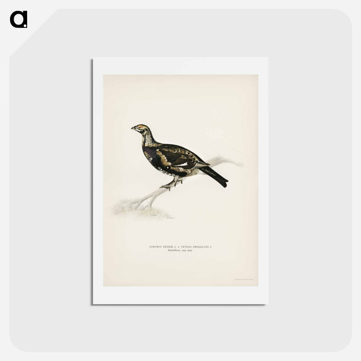 アートポストカード-Hybrid Grouse-Ptarmigan
- スヴェンスカ フォグラル Postcard.