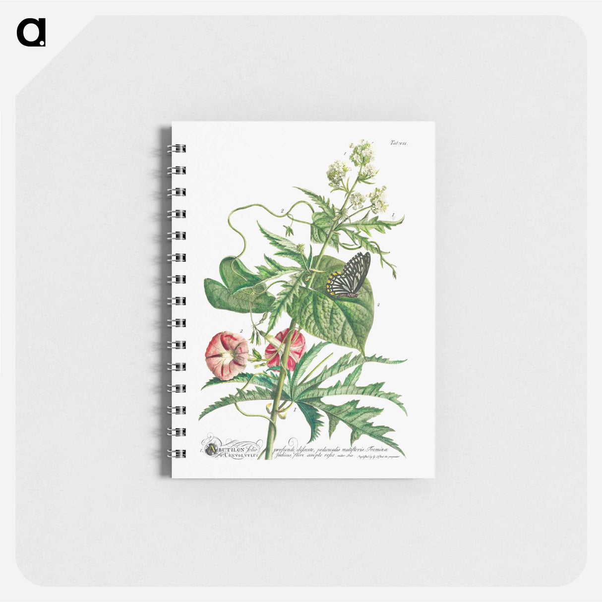 アートメモ帳-Plantae et papiliones rariores: No. 7–Abutilon or Talini's Pink
- クリーブランド美術館 Memo.
