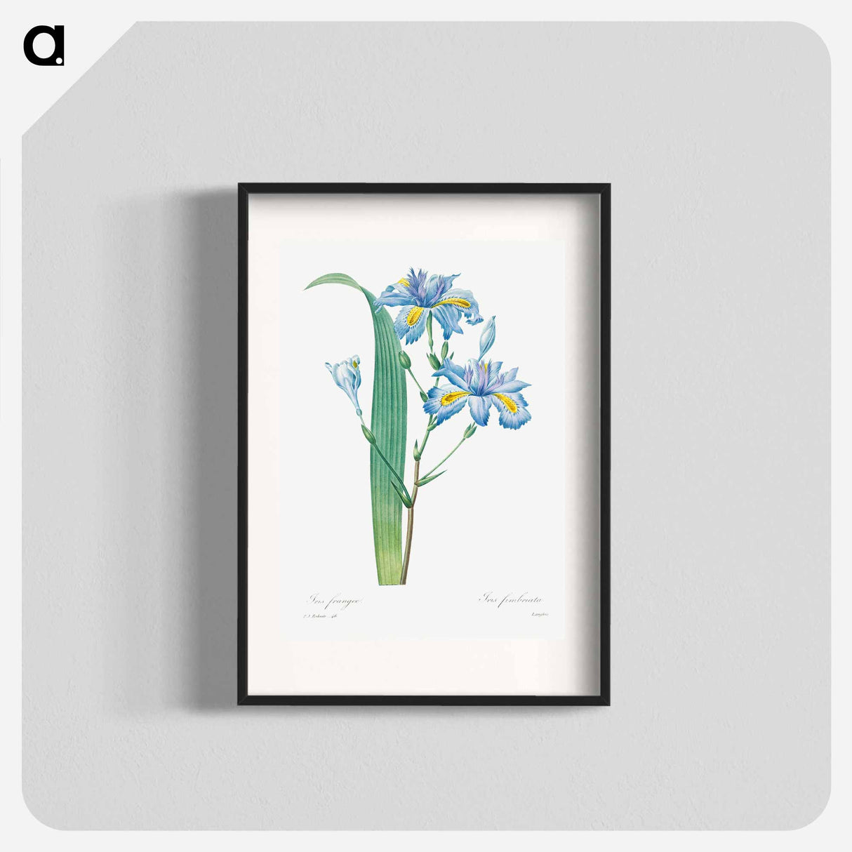 Shaga - Pierre Joseph Redouté Poster.