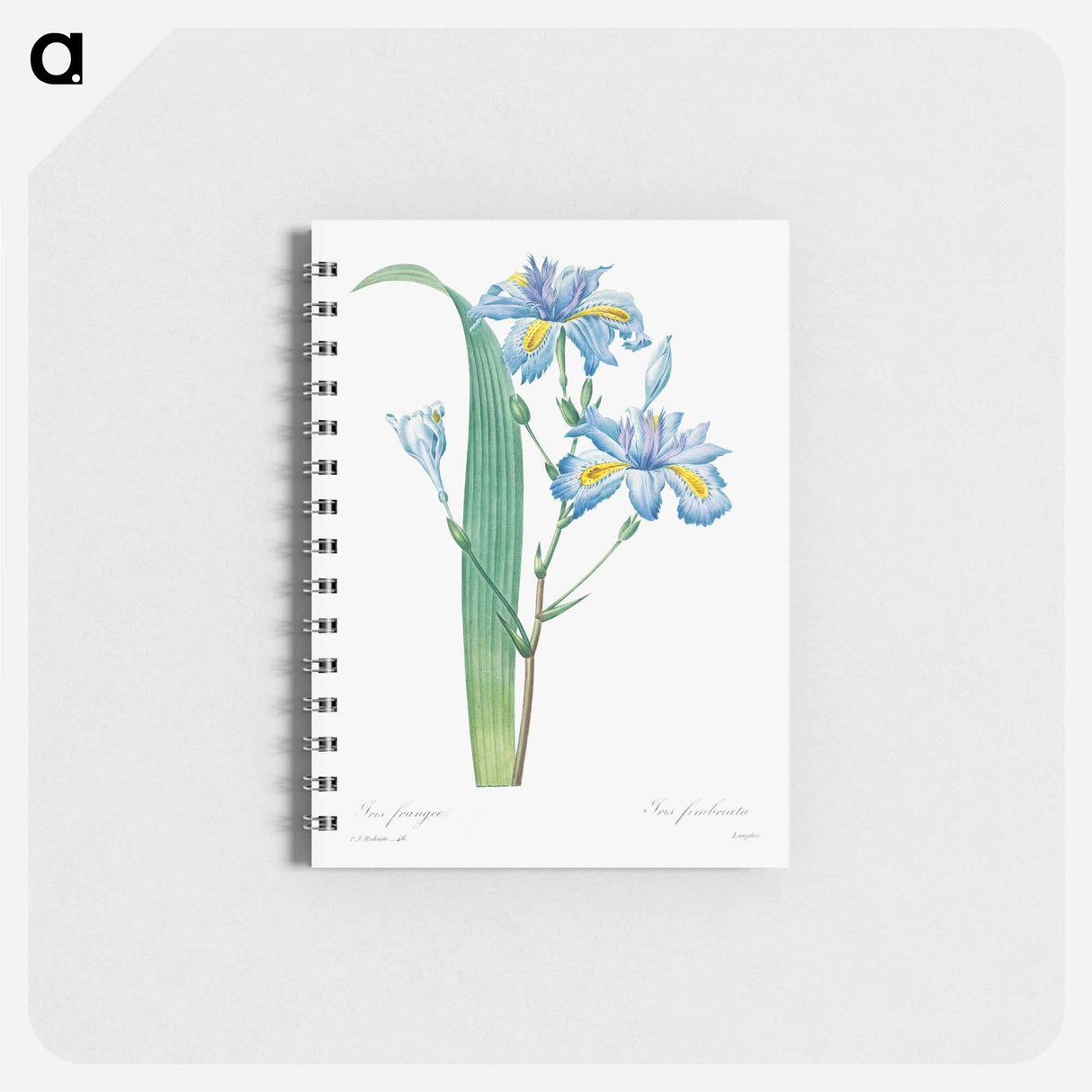 Shaga - ピエール ジョゼフ ルドゥーテ Memo.