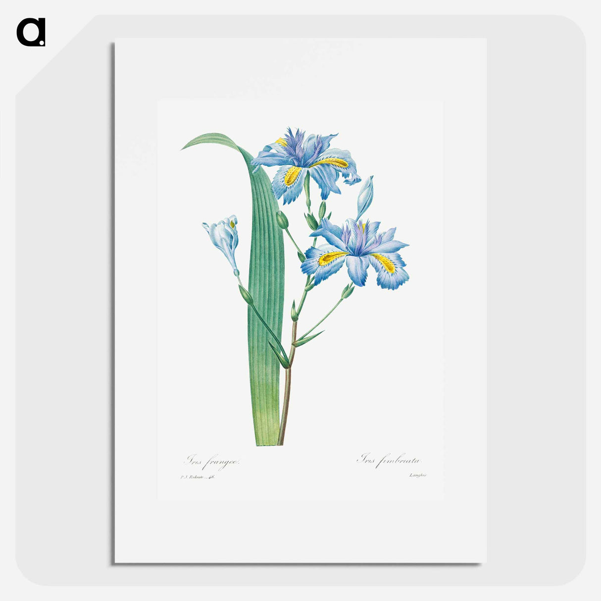 Shaga - Pierre Joseph Redouté Poster.