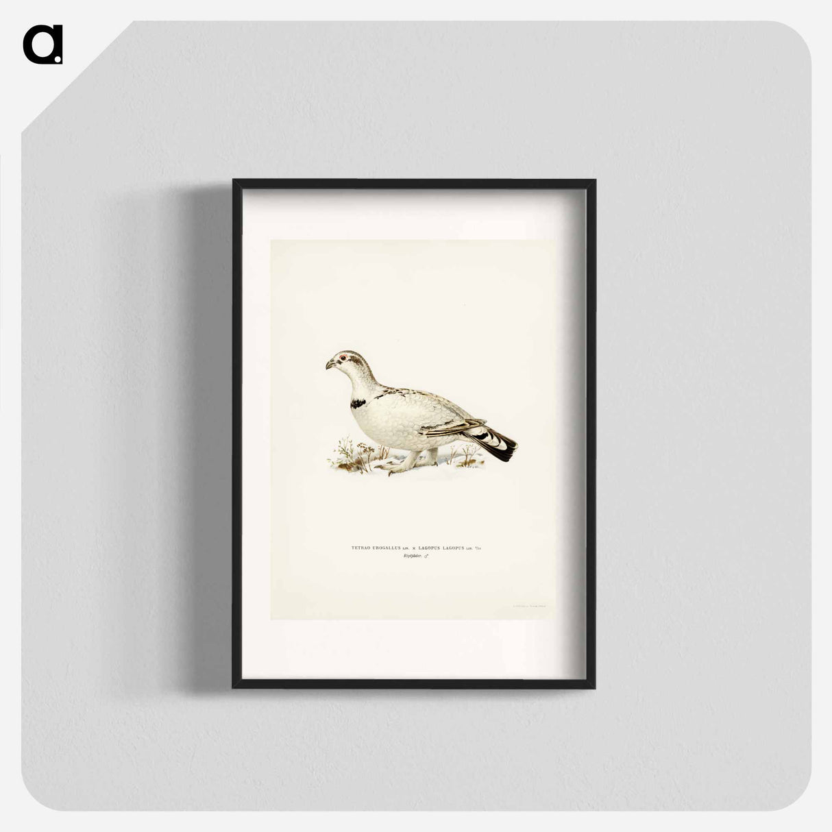 アートポスター-Capercaillie-Ptarmigan Hybrid
- スヴェンスカ フォグラル Poster.