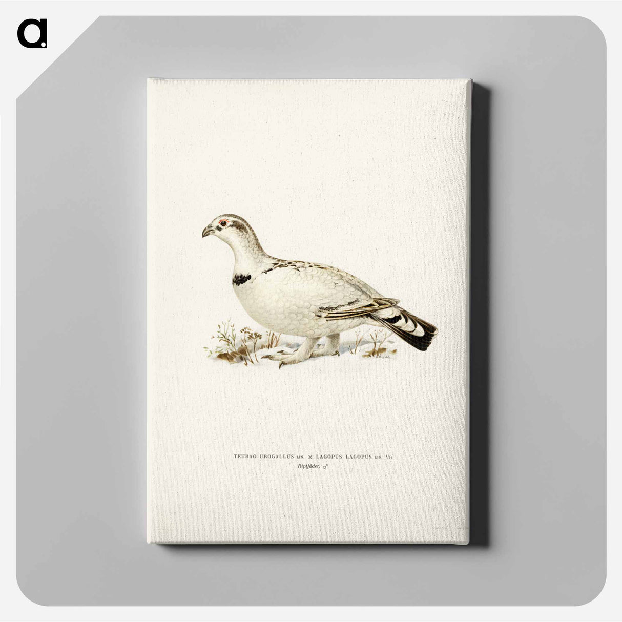 アートパネル-Capercaillie-Ptarmigan Hybrid
- スヴェンスカ フォグラル Canvas.