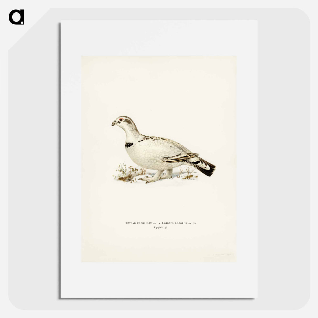 アートポスター-Capercaillie-Ptarmigan Hybrid
- スヴェンスカ フォグラル Poster.