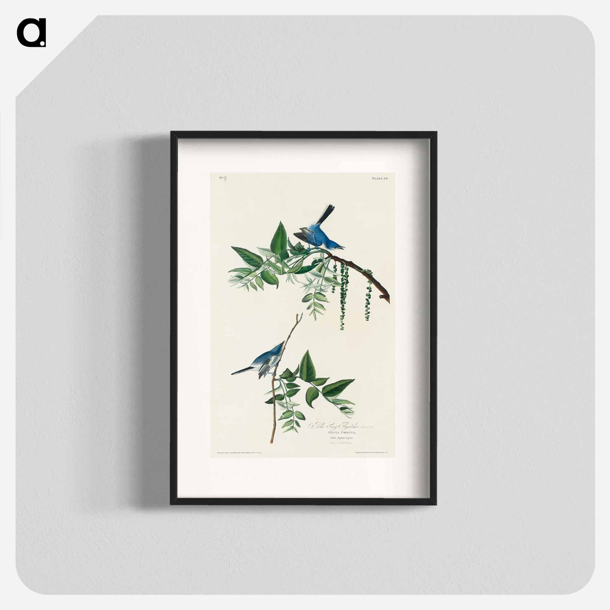 アートポスター-Blue-Grey Fly-catcher from Birds of America
- アメリカの鳥たち Poster.