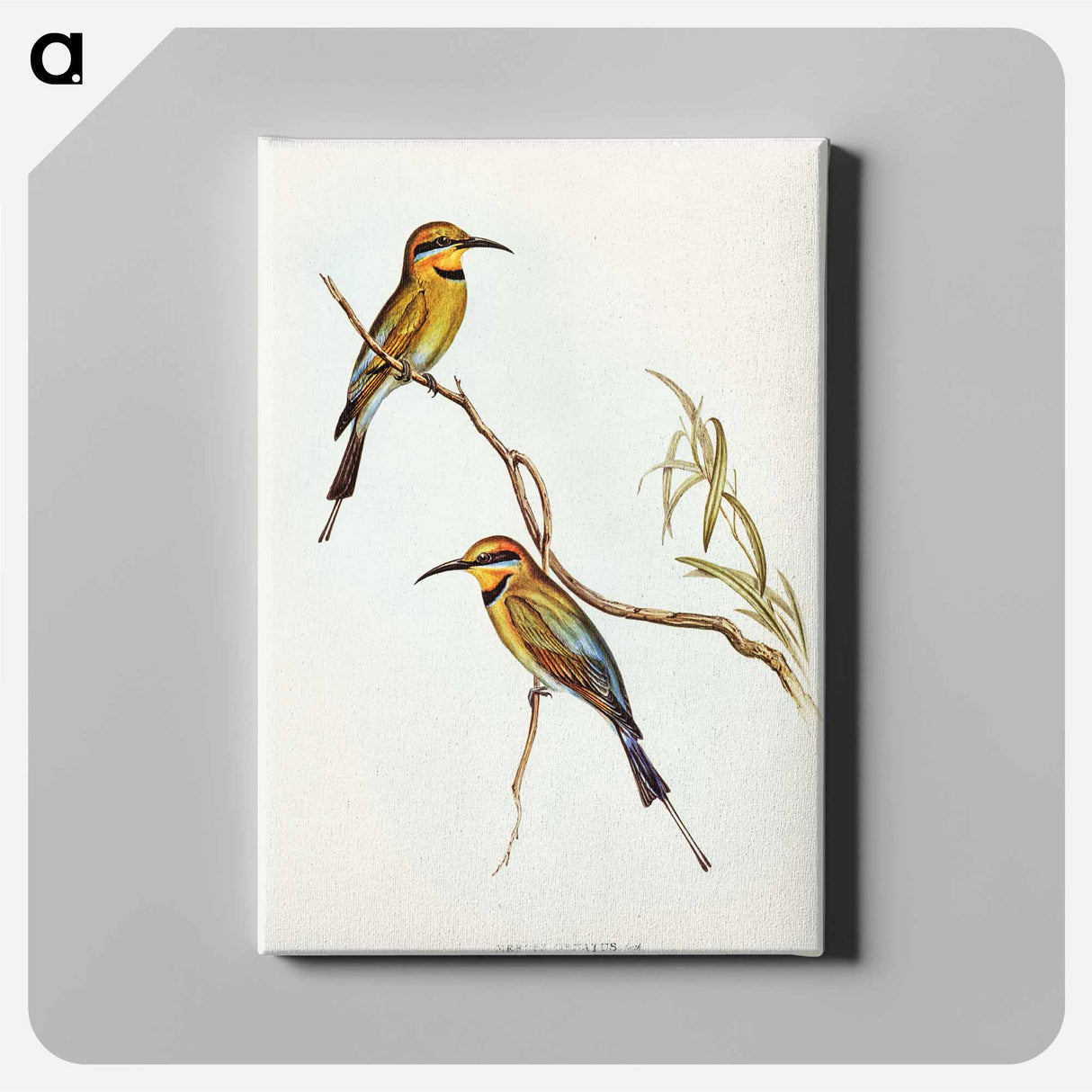 アートパネル-Australian Bee-eater
- オーストラリアの鳥 Canvas.