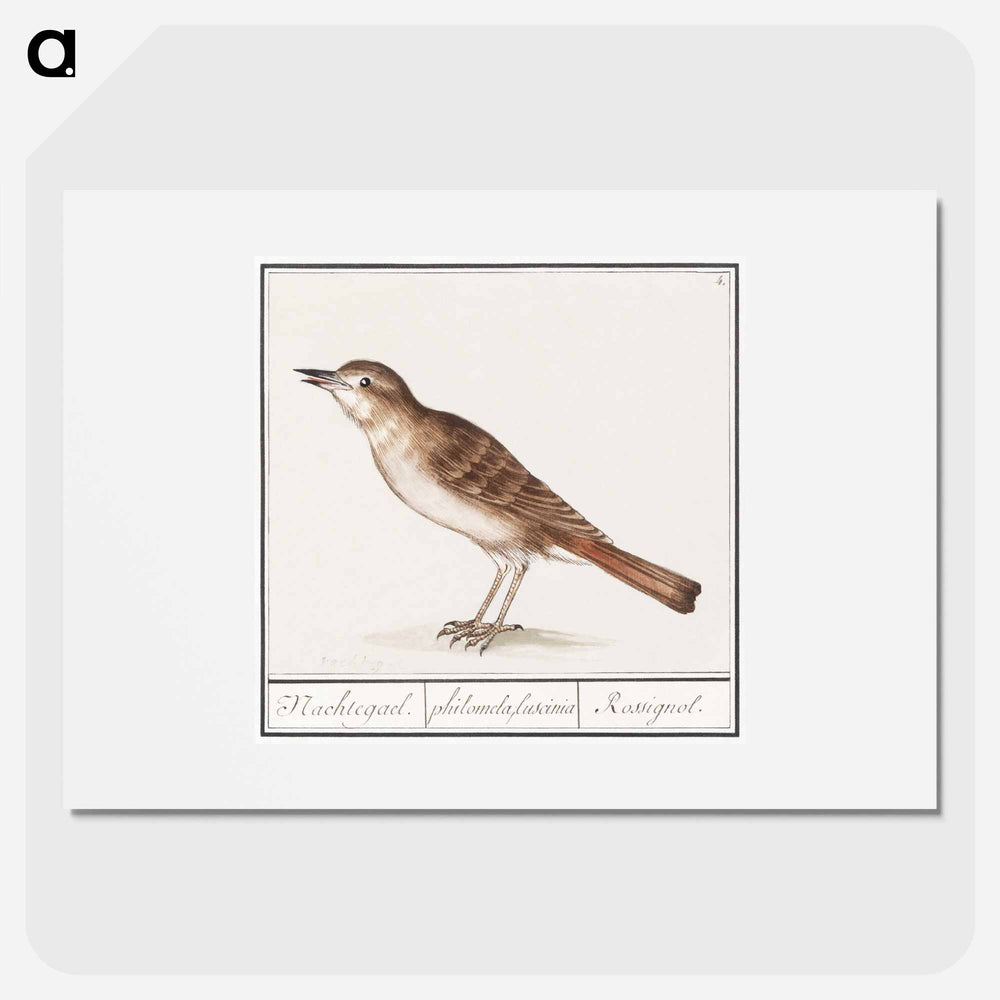 Nightingale - アンセルムス ボエティウス デ ブート Poster.