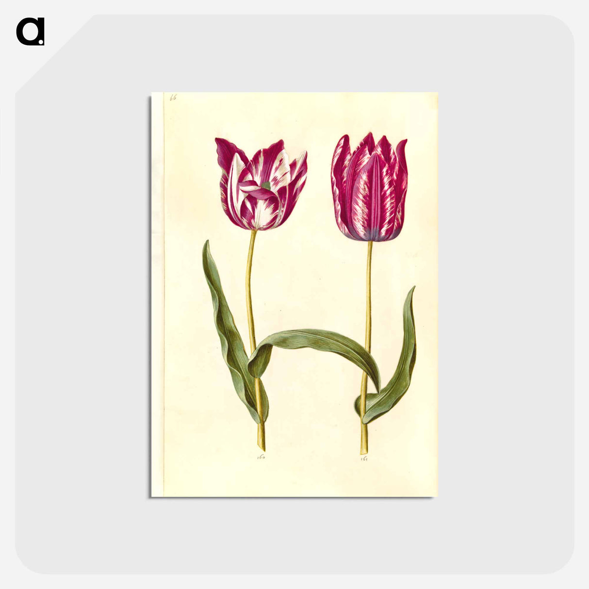 アートポストカード-Tulipa gesneriana
- マリア ジビーラ メーリアン Postcard.