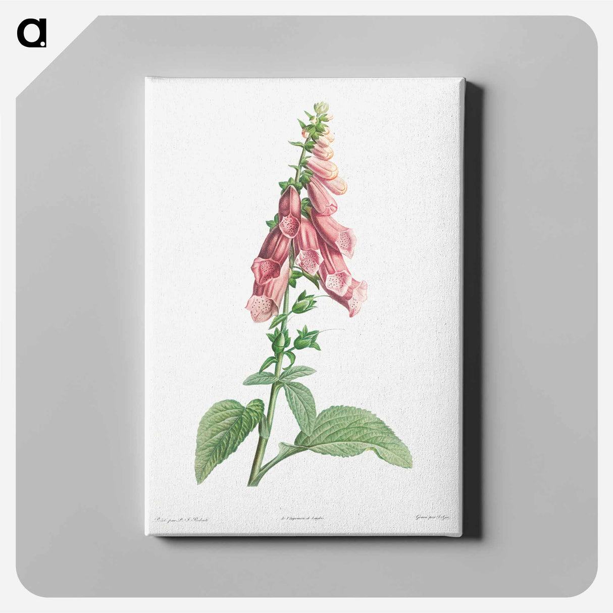 アートパネル-Foxgloves - ピエール ジョゼフ ルドゥーテ Canvas.