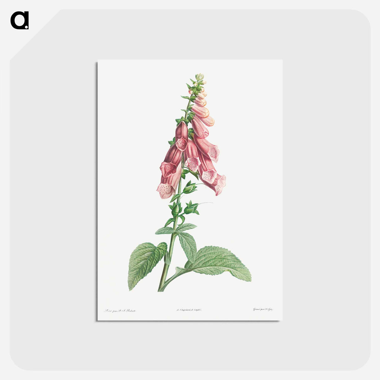 アートポストカード-Foxgloves - ピエール ジョゼフ ルドゥーテ Postcard.