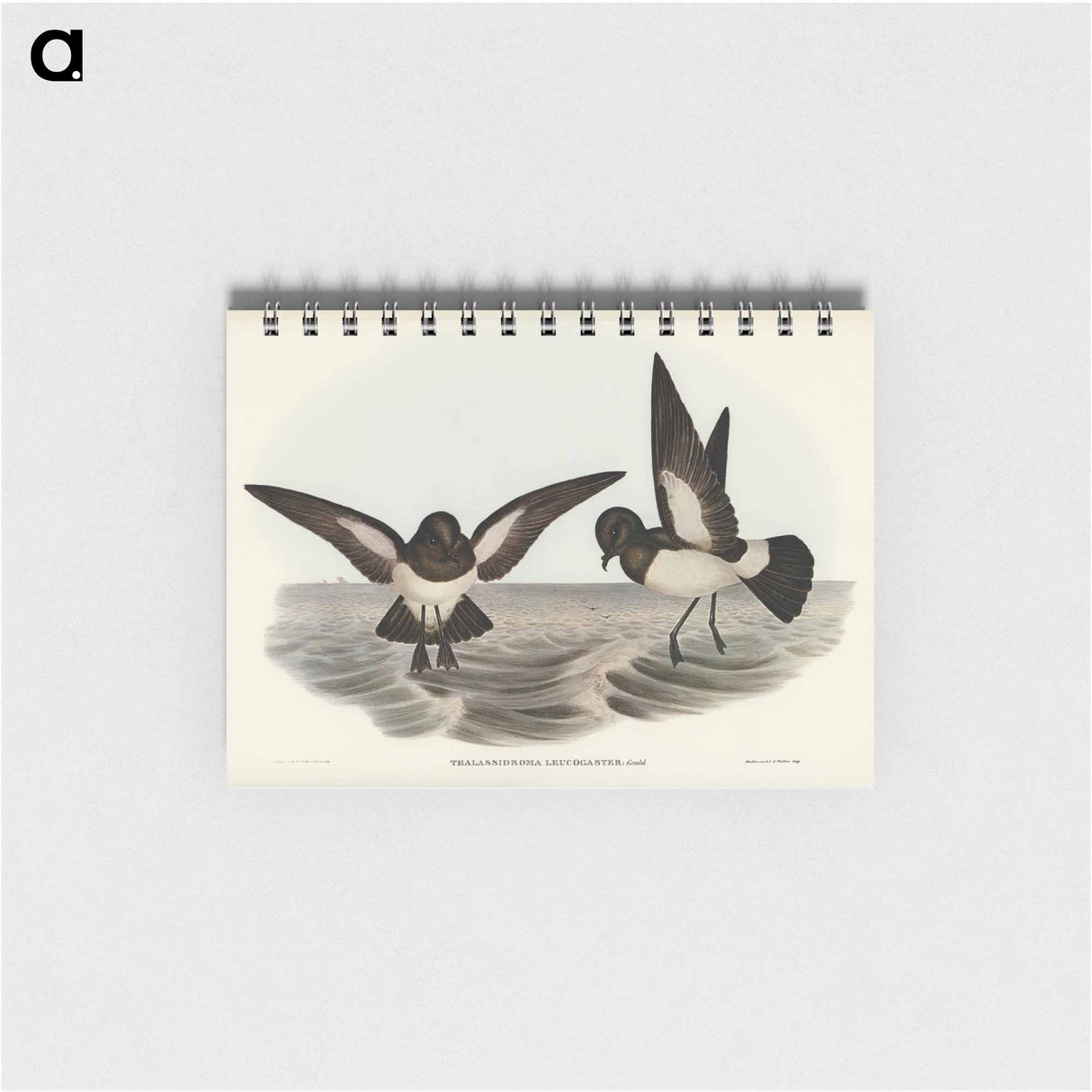 アートメモ帳-White-bellied Storm Petrel
- オーストラリアの鳥 Memo.