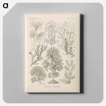 Marine life illustration - エルンスト ヘッケル Canvas.