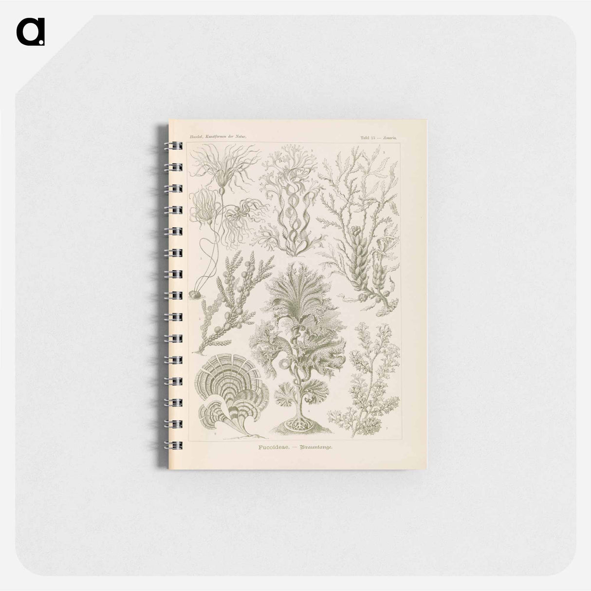 アートメモ帳-Marine life illustration - エルンスト ヘッケル Memo.