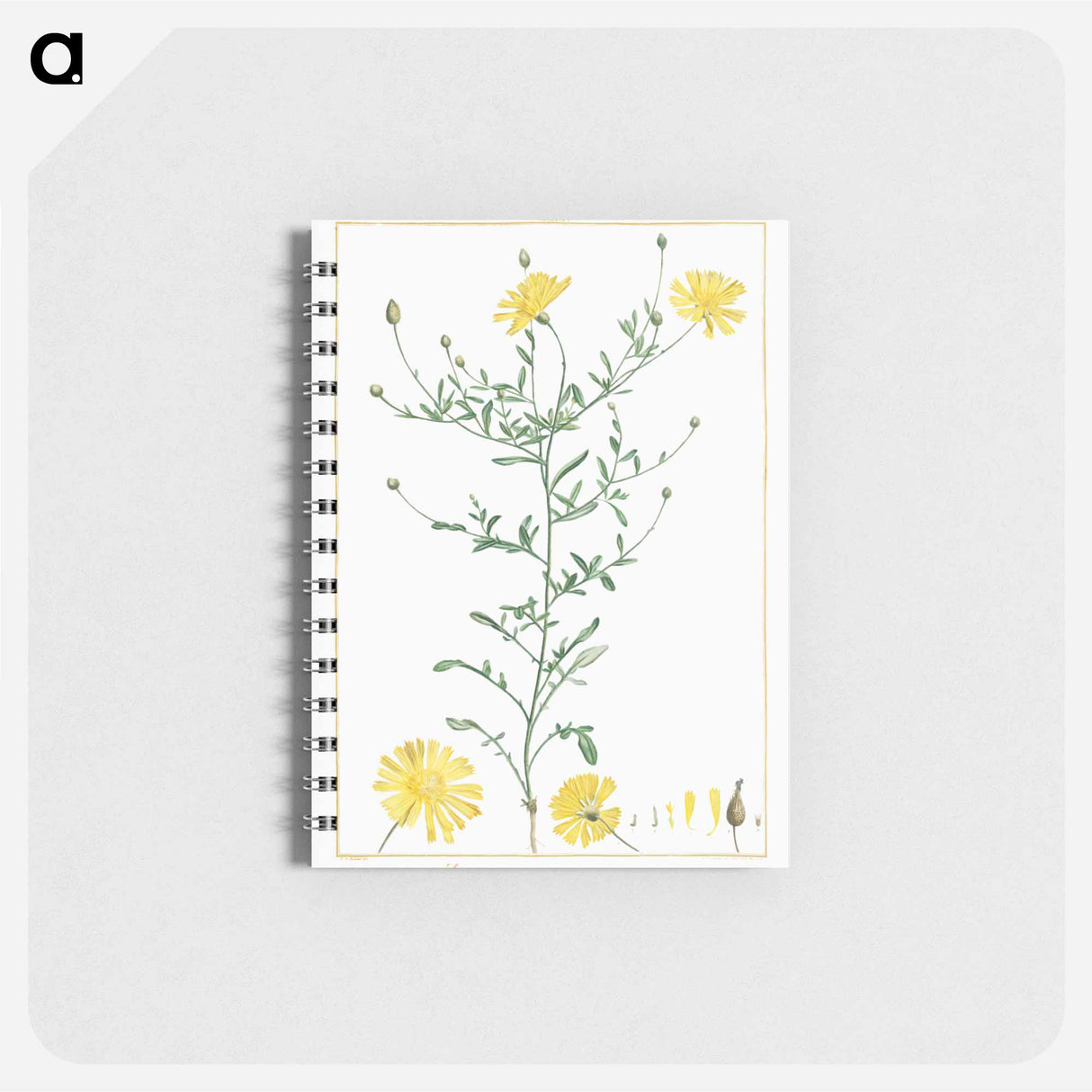 Zoegaea Leptaurea - ピエール ジョゼフ ルドゥーテ Memo.