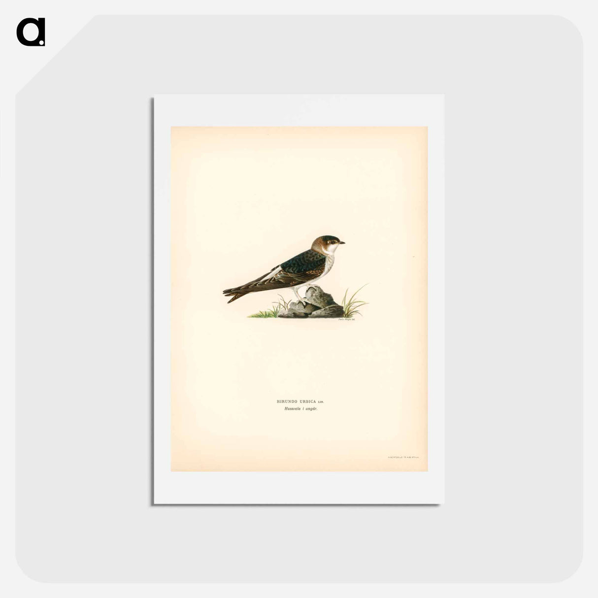 アートポストカード-House-Martin
- スヴェンスカ フォグラル Postcard.