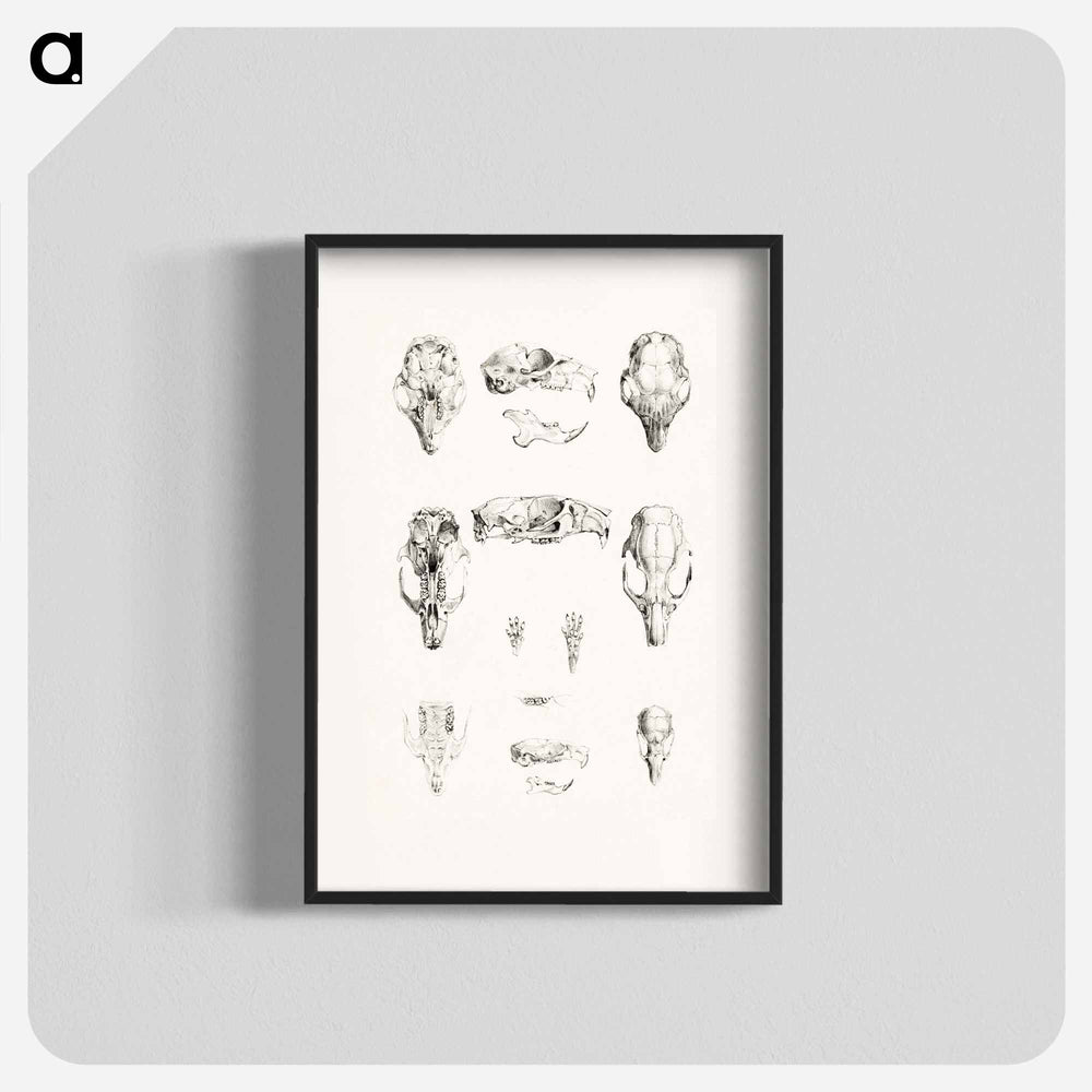 Knaagdierschedels - Theo van Hoytema Poster.