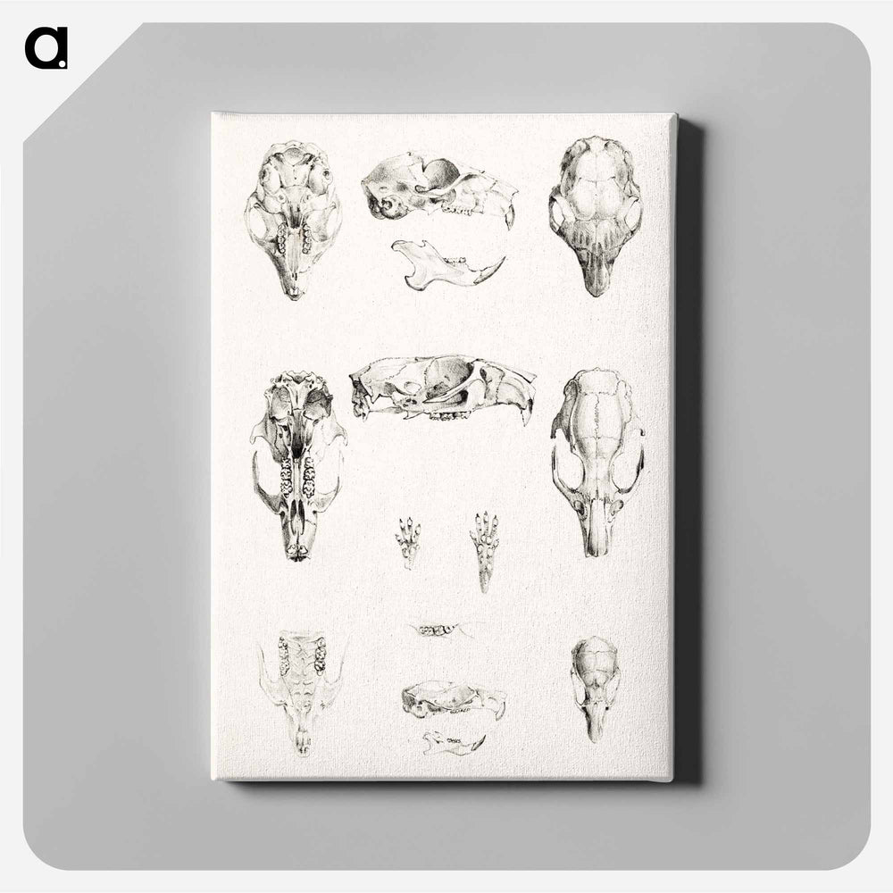 Knaagdierschedels - Theo van Hoytema Canvas.
