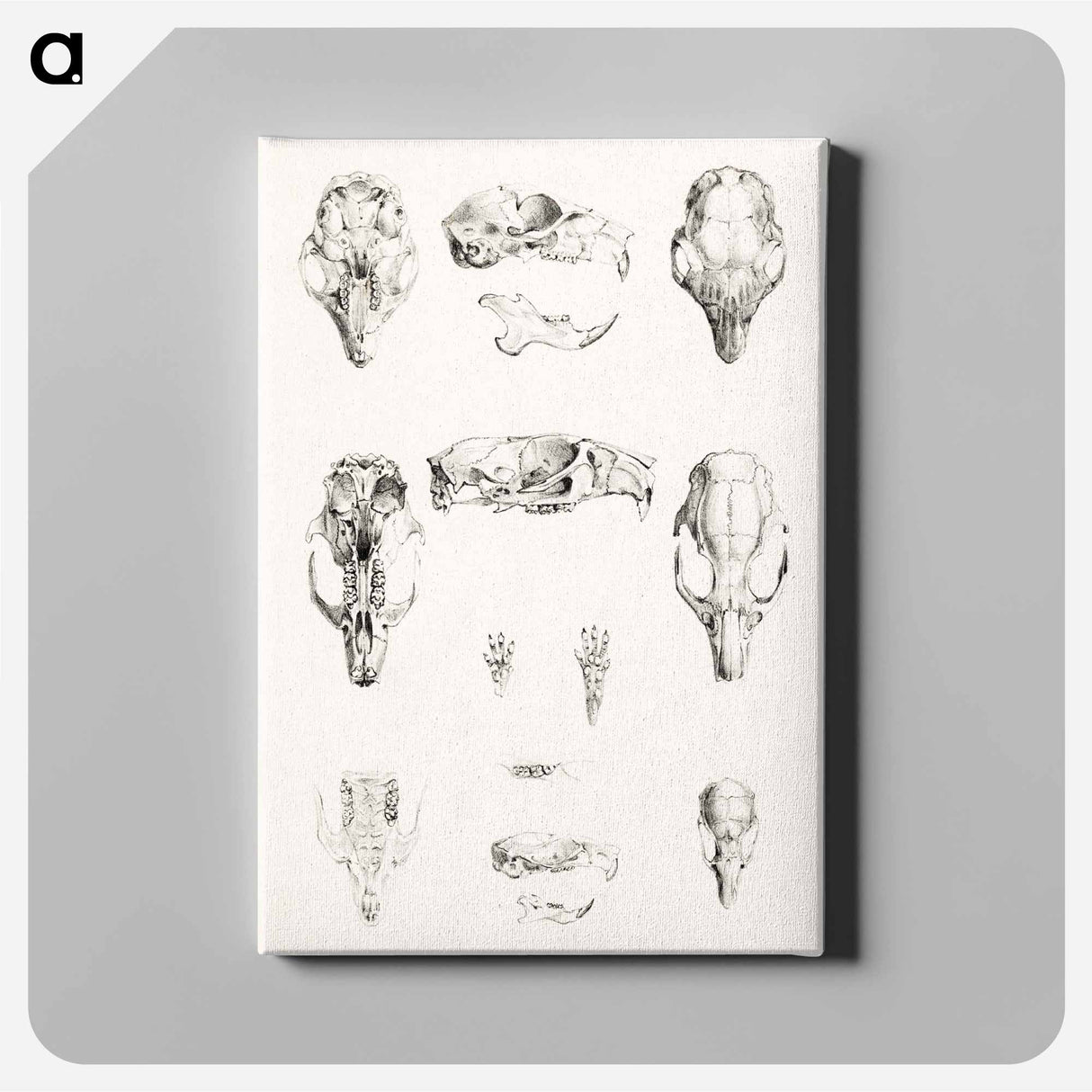 Knaagdierschedels - Theo van Hoytema Canvas.