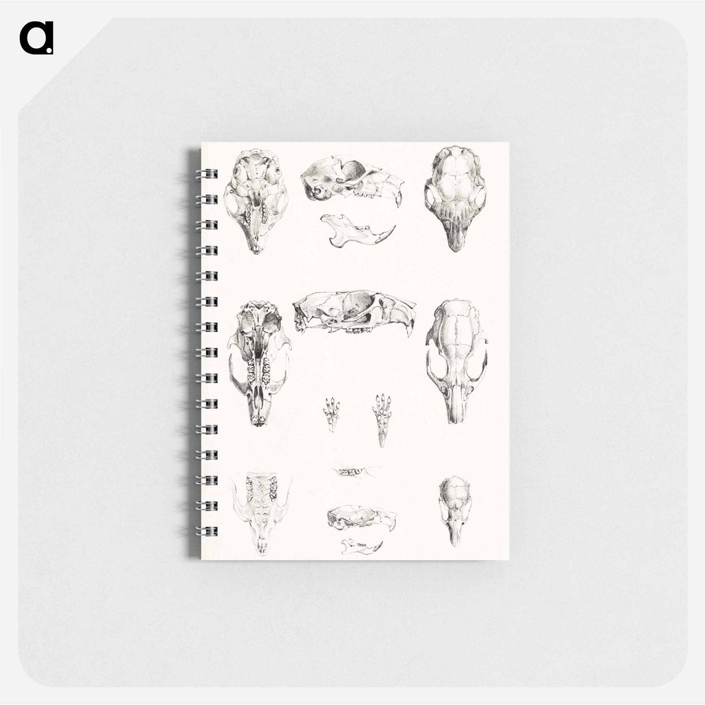 Knaagdierschedels - テオ ヴァン ホイテマ Memo.