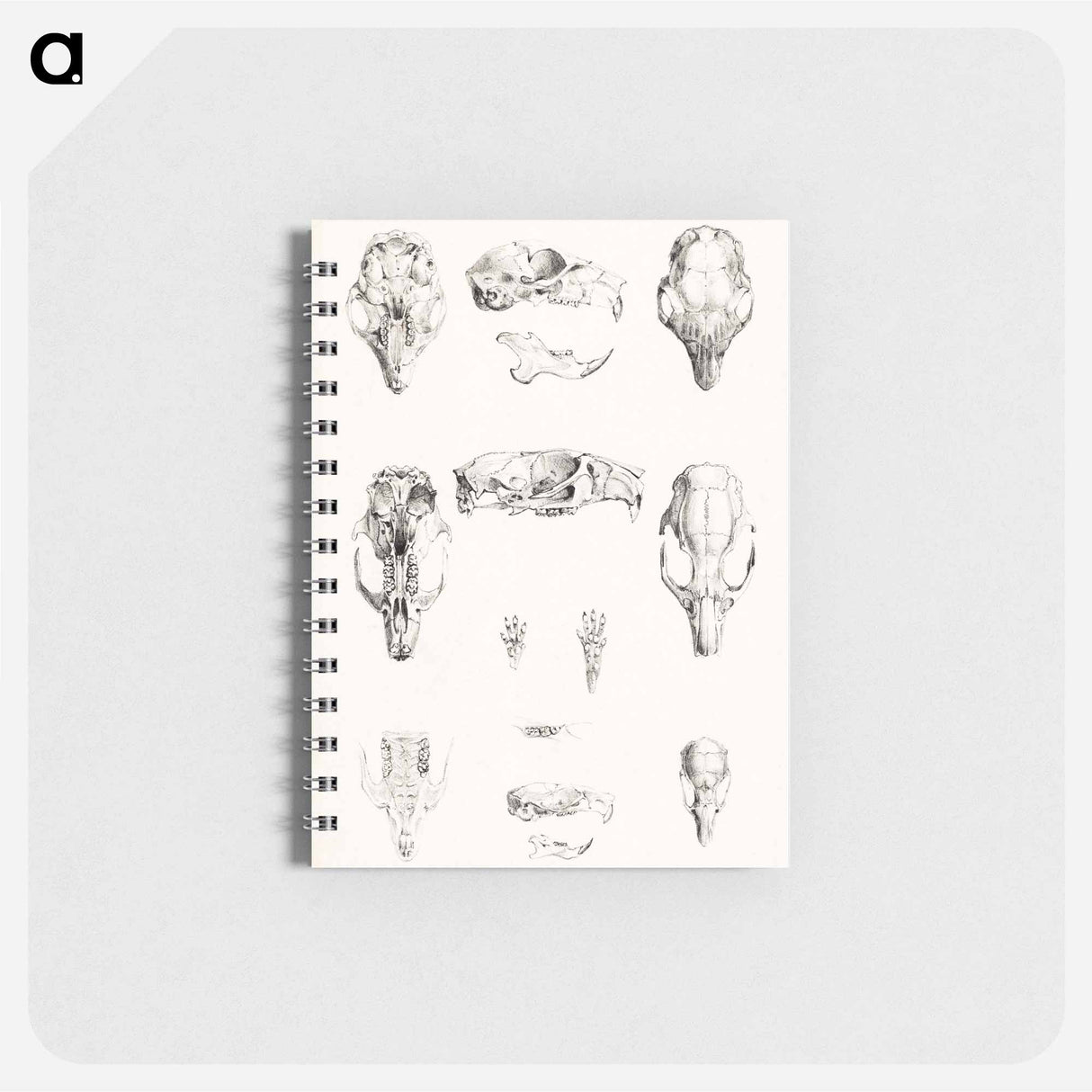 Knaagdierschedels - テオ ヴァン ホイテマ Memo.