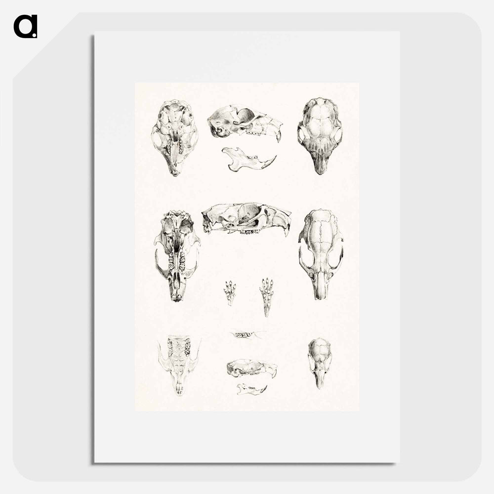 Knaagdierschedels - Theo van Hoytema Poster.